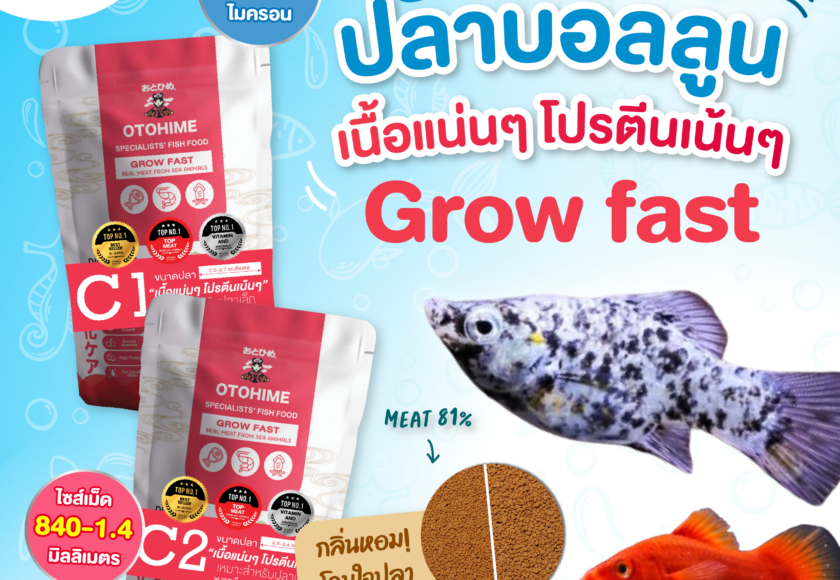 อาหารปลาบอลลูน